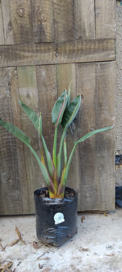 Sterlitzia Reginae 15l
