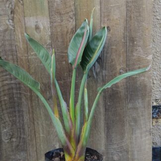 Sterlitzia Reginae 15l