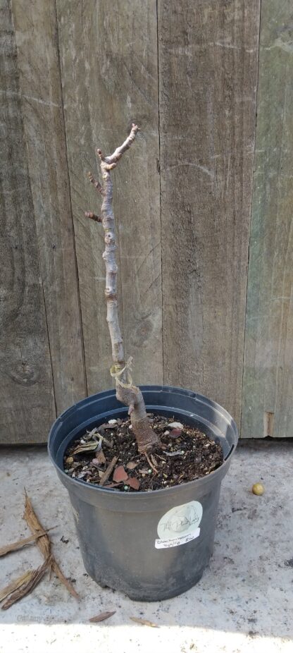 Blackmission Fig - Image 2