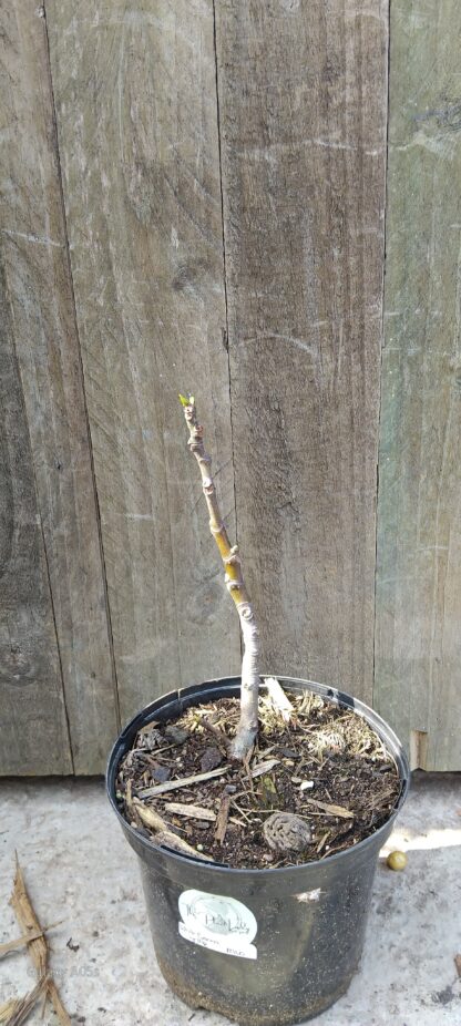 White Genoa Fig - Image 2