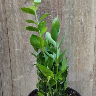 Ruscus Hypoglossum (Butcher’s Broom)