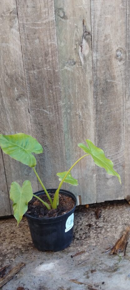 Alocasia Gageana California (Dwarf Elaphant Ear)