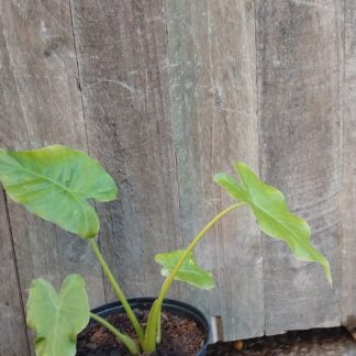 Alocasia Gageana California (Dwarf Elaphant Ear)