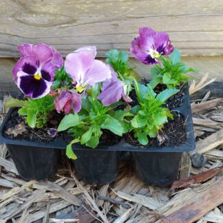 Pansy Inspire Deluxxe Pink Suprise 6 pack