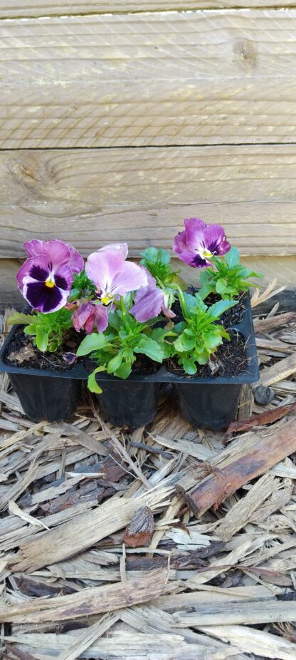 Pansy Inspire Deluxxe Pink Suprise 6 pack