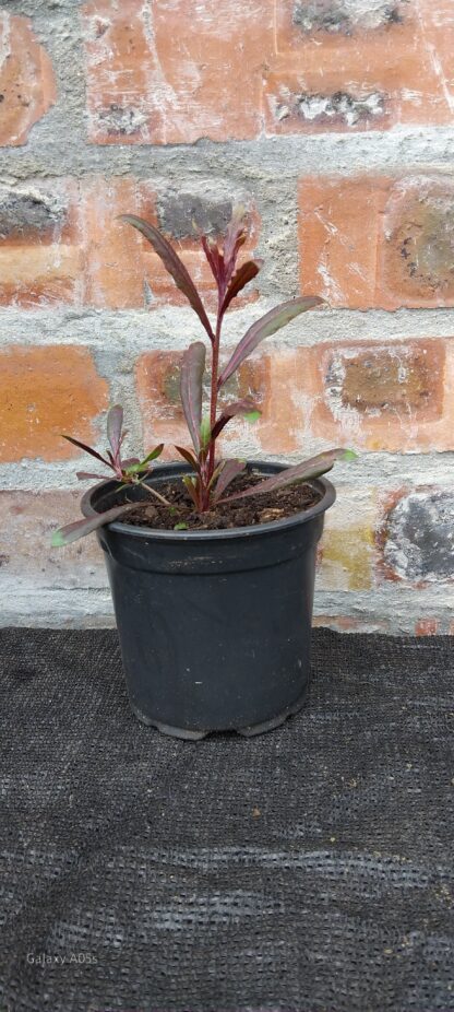 Gaura Pink 12cm - Image 2