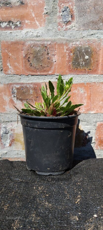 Gaura Sparkle White 12cm - Image 2