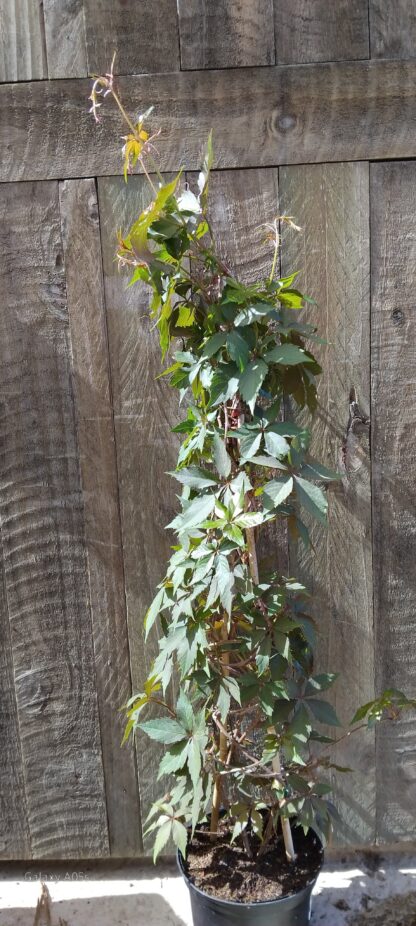 Virginia Creeper - Image 2