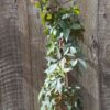 JPEG_20250912_140907_463732447680733527-scaled.jpg Virginia Creeper