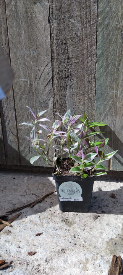 Tradescantia Nanook