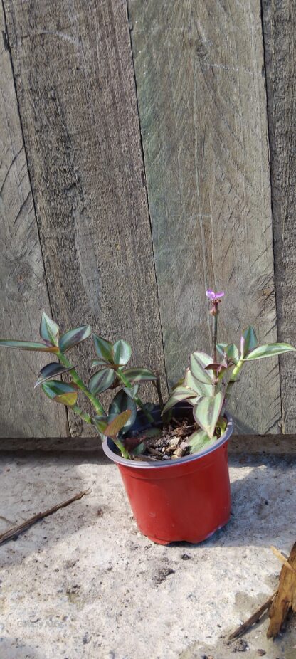 Tradescantia Zebrine