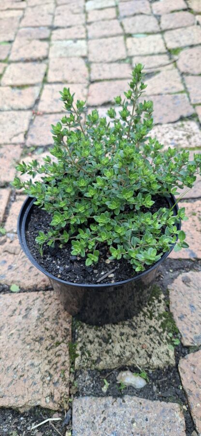 THYMUS CITRIODORUS Lemon Thyme 15cm