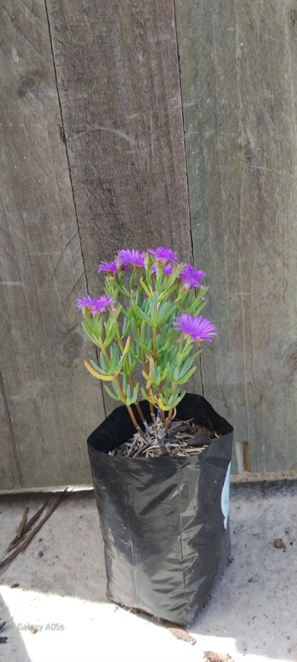 Lampranthus Coccineus