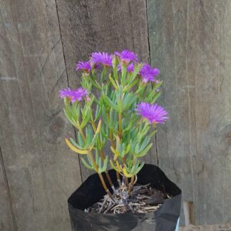 Lampranthus Coccineus