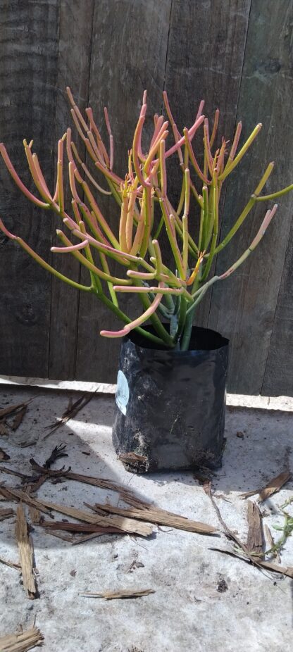 Euphorbia Tirucalli "Fire sticks"