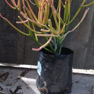Euphorbia Tirucalli "Fire sticks"