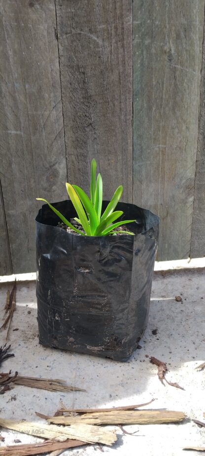 Agapanthus Praecox White - Image 2