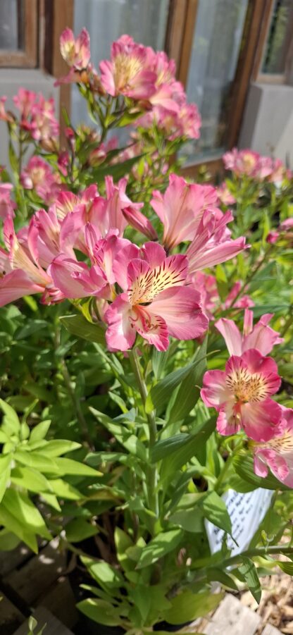 Alstroemeria Summer Break ( Longstem )