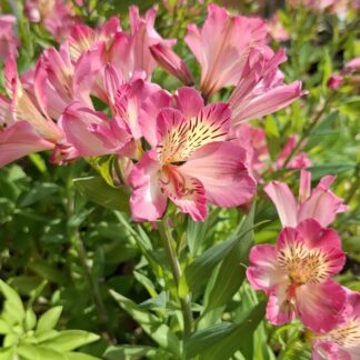 Alstroemeria Summer Break ( Longstem )