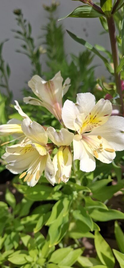 Alstroemeria Summer Sky ( Longstem ) - Image 2
