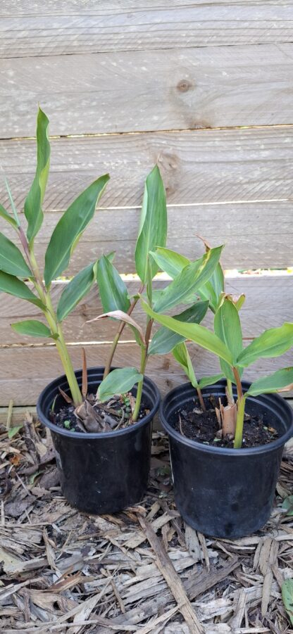 Alpinia zerumbet "Shell Ginger" 17cm - Image 2