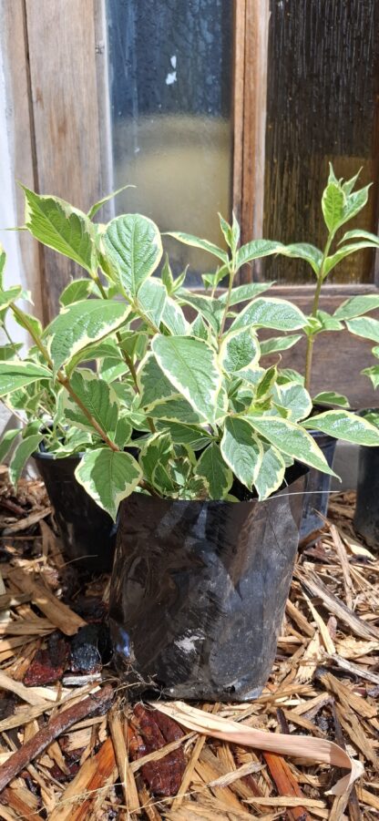 Weigela Variegated 17cm - Image 3