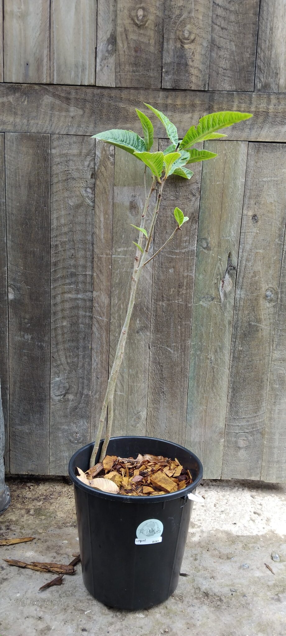 Loquat Tree – The Plant Lady