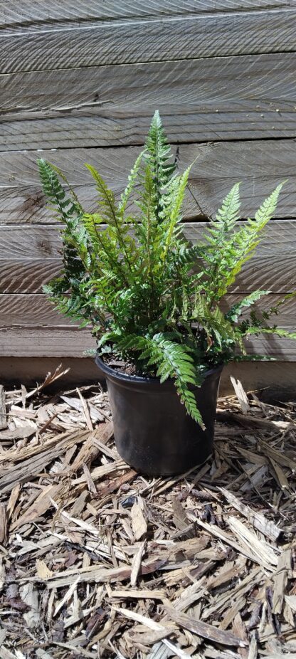 Korean Rock Fern