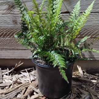 Korean Rock Fern