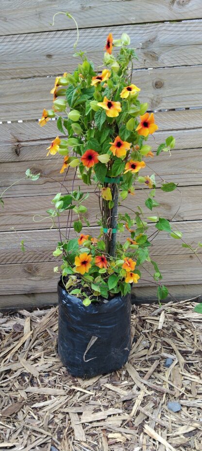 Black Eyed Susan. Thunbergia Alata 21cm
