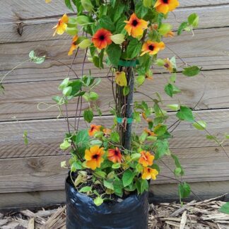 Black Eyed Susan. Thunbergia Alata 21cm