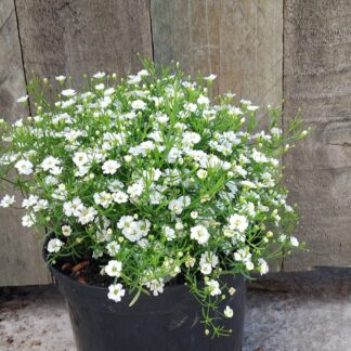 GYPSOPHILA REPENS Baby's Breath - White 15cm