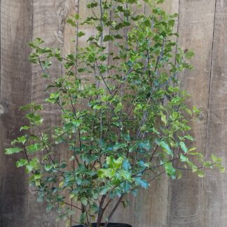 Pittosporum Tenuifolium Nigrescens 10L Pittosporum Tenuifolium Nigrescens 10L