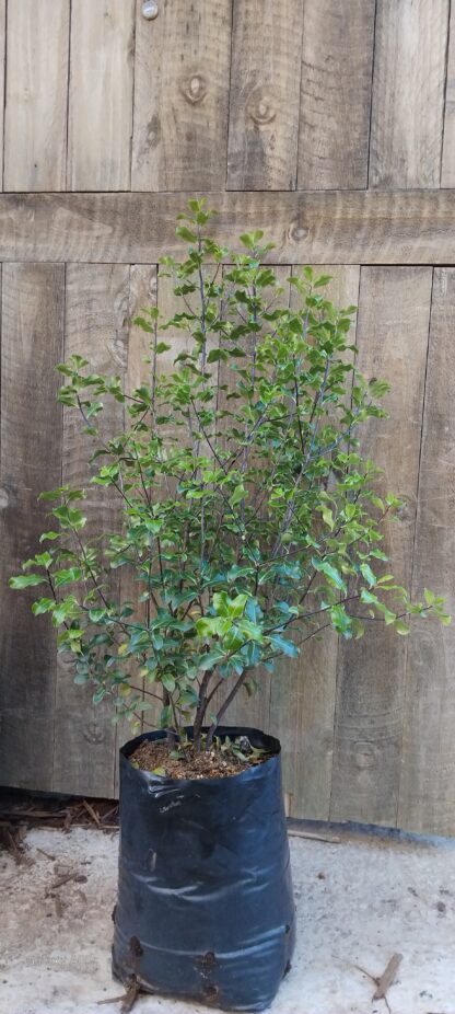 Pittosporum Tenuifolium Nigrescens 10L