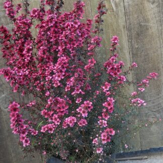 LEPTOSPERMUM SCOPARIUM Tea Bush – Cherry Brandy 3L