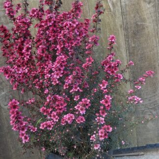 LEPTOSPERMUM SCOPARIUM Tea Bush - Cherry Brandy 3L
