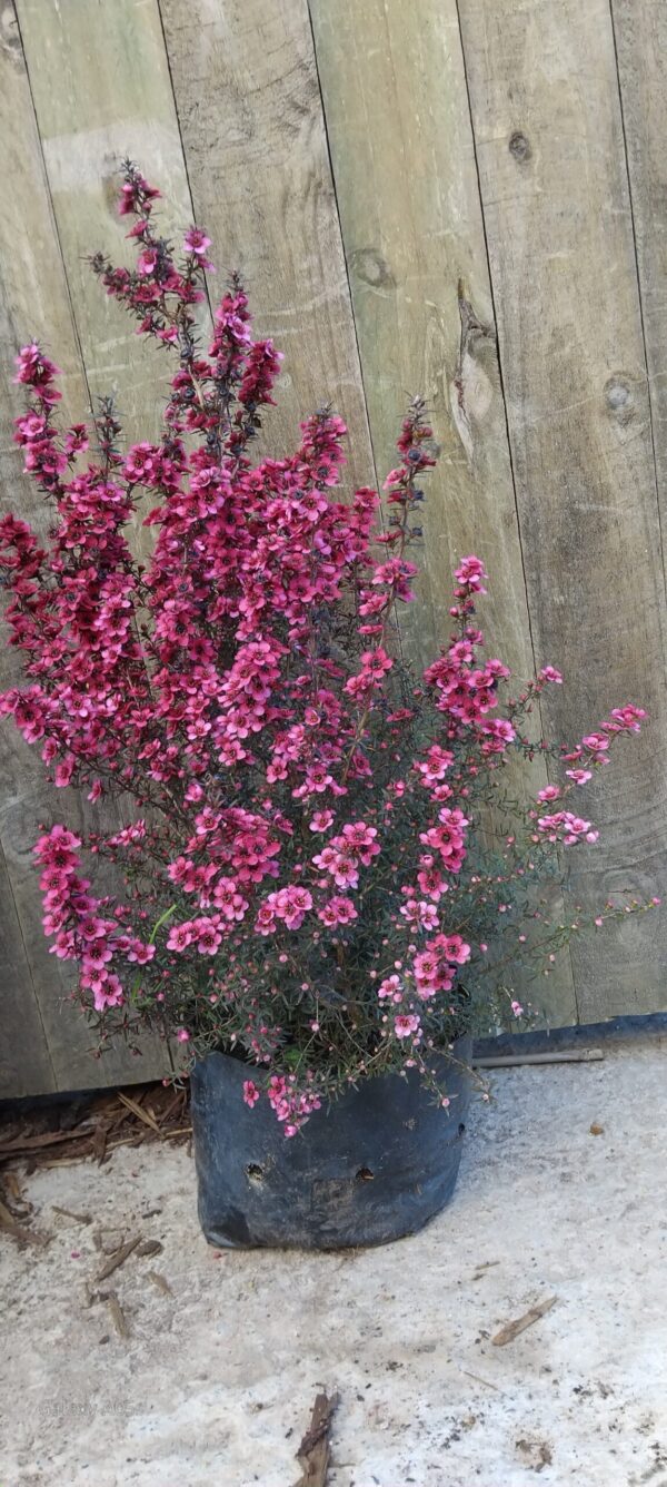 JPEG_20251009_103300_6695818780568666460-scaled.jpg LEPTOSPERMUM SCOPARIUM Tea Bush - Cherry Brandy 3L