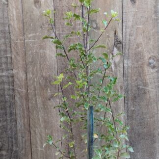 Pittosporum Tenuifolium Nigrescens 19cm