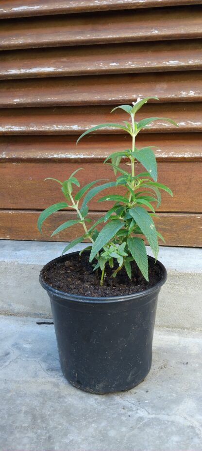 Salvia Leucantha White - Image 2