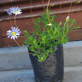 FELICIA AMMELOIDES  – Glenwood 2,5L