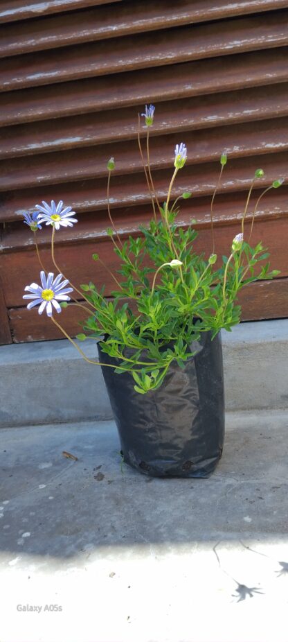 FELICIA AMMELOIDES  - Glenwood 2,5L