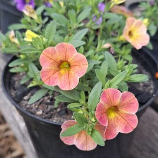 CALIBRACHOA PARVIFLORA Million Bells - Cha-Cha Diva Apricot 15cm