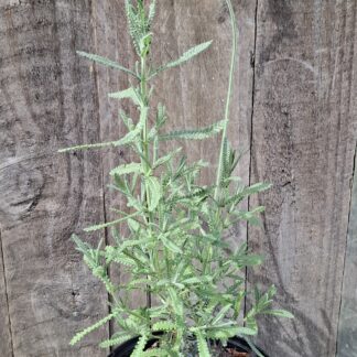 LAVANDULA DENTATA French Lavender – French Grey 17cm