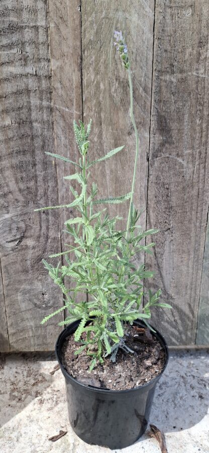 LAVANDULA DENTATA French Lavender - French Grey 17cm