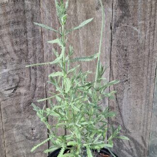 LAVANDULA DENTATA French Lavender - French Grey 17cm