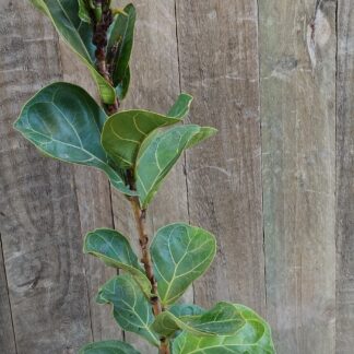FICUS LYRATA Dwarf Fiddle Leaf – Bambino 17cm FICUS LYRATA Dwarf Fiddle Leaf – Bambino 17cm