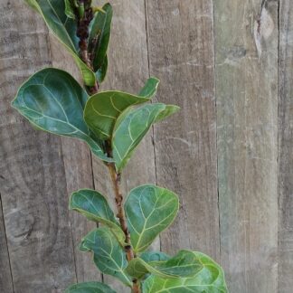 FICUS LYRATA Dwarf Fiddle Leaf - Bambino 17cm
