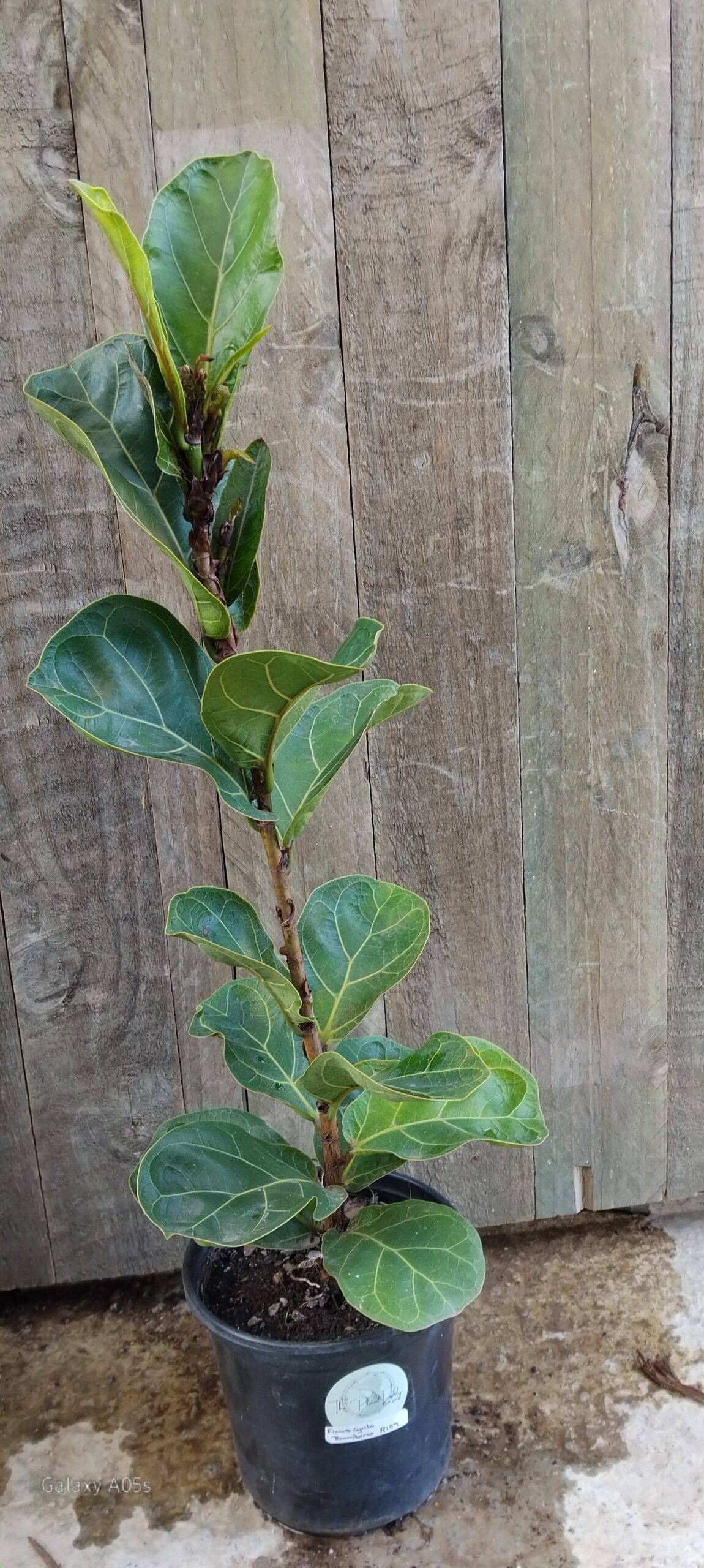 FICUS LYRATA Dwarf Fiddle Leaf - Bambino 17cm