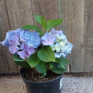 Hydrangea Early Blue Hydrangea Early Blue