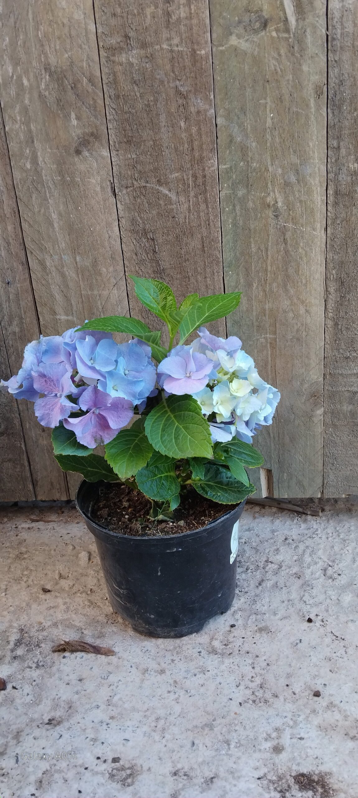 Hydrangea Early Blue